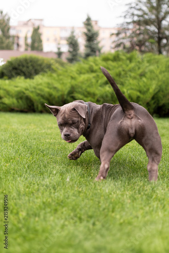 Playful gray American Bully dog running fast on green lawn towards camera in park