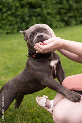 American Bully dog standing on hind legs reaching for a treat from owner in summer park