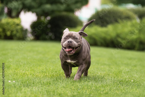 Playful gray American Bully dog running fast on green lawn towards camera in park