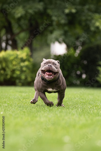 Playful gray American Bully dog running fast on green lawn towards camera in park