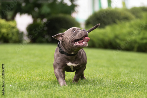 Playful gray American Bully dog running fast on green lawn towards camera in park