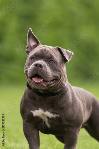 Portrait of a funny gray American Bully dog standing outdoors on green grass background