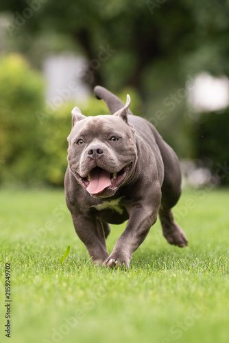 Playful gray American Bully dog running fast on green lawn towards camera in park