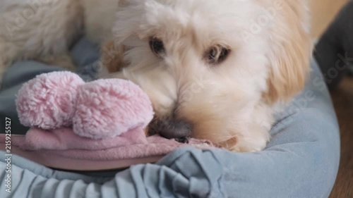 Adorable Fluffy Golden Puppy Chewing Playfully on Pink Slipper in Cozy Dog Bed Close Up View Indoors