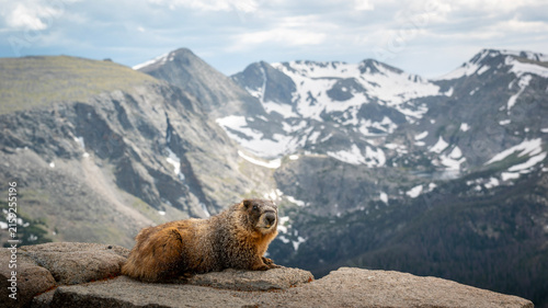 Photography A beautiful marmot sits upon a stone wall in front of the majestic Rocky Mountai