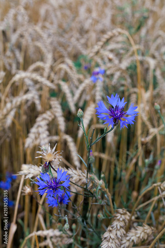 Close-up of vivid blue cornflower Centaurea cyanus surrounded by golden wheat Triticum aestivum. Concept of natural beauty, color contrast and harmony between wild and cultivated plants.