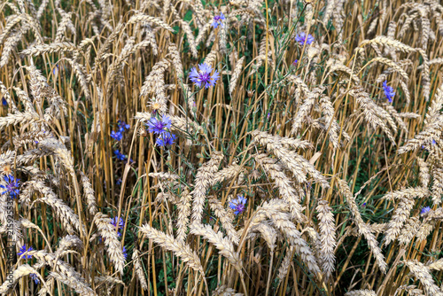 Blue cornflowers Centaurea cyanus growing among ripe wheat Triticum aestivum in a summer field. Concept of farmland biodiversity, wild flora and traditional agriculture.
