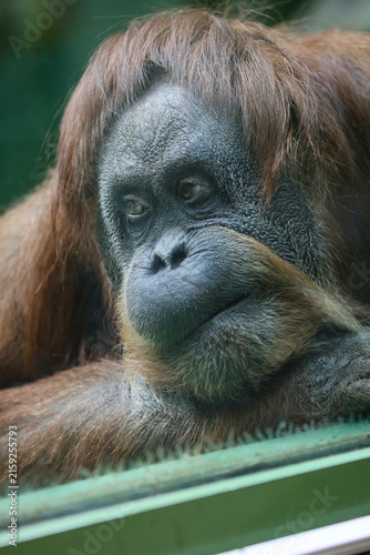 Canvas Print A portrait of a sad orangutan ( Pongo pygmaeus) behind glass at the zoo