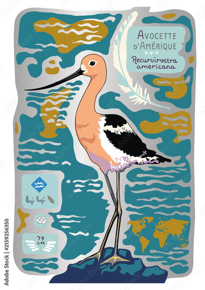 Naklejka premium American avocet