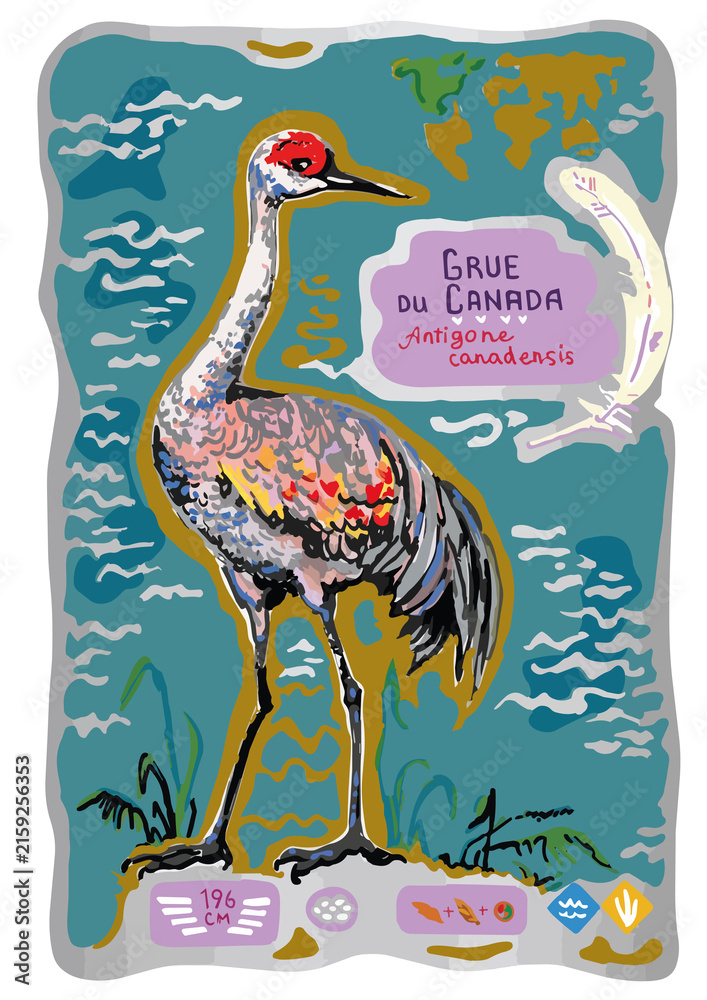Naklejka premium Sandhill crane, illustration of a bird in a water