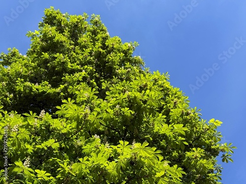 Obraz na płótnie Horse Chestnut tree in spring full bloom