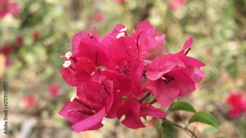 Pink bougainvillea (Bougainvillea spectabilis) in full bloom