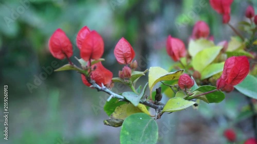 Close-up of orange-red bougainvillea bracts on a branch