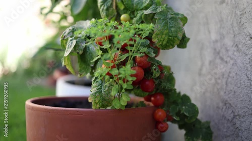 Homegrown cherry tomatoes ripen on a compact plant in a garden pot showing fresh organic produce urban gardening summer harvest and sustainable home food growing outdoors