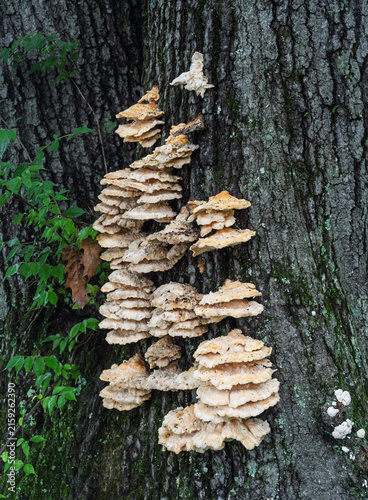 Quadro su tela Bondarzewia berkeleyi bracket fungus cascading on oak tree trunk