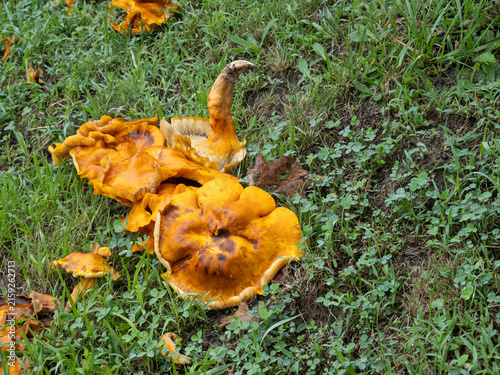 Картината върху платно Decaying orange Omphalotus illudens jack-o-lantern mushrooms on grassy slope