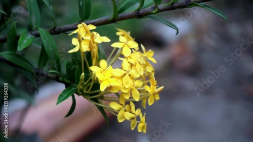 Bright yellow flowers of the West Indian Jasmine (Ixora coccinea) cluster together on a woody stem