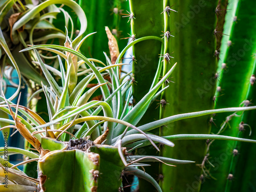Фотография Close-up of air plants Tillandsia and green cactus with sharp thorns in a botani
