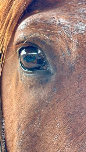  Macro close‑up of a horse eye and chestnut coat texture