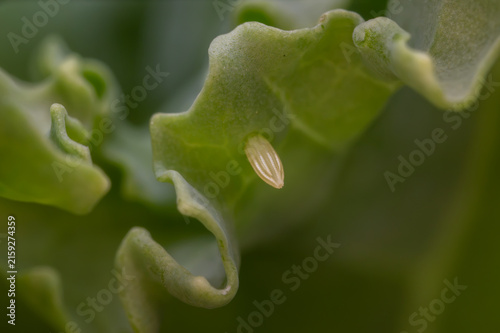 Canvas Print A closeup of an egg of cabbage white (Pieris rapae) on cabbage leaf