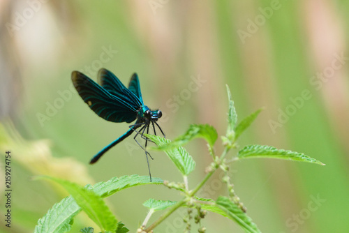 Beautiful Demoiselle (Calopteryx virgo) male damselfly insect perched on a green leaf.