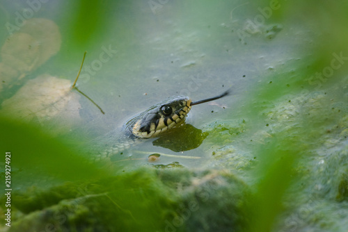 Grass Snake (Natrix natrix) reptile swimming in a green pond with its tongue flicking.