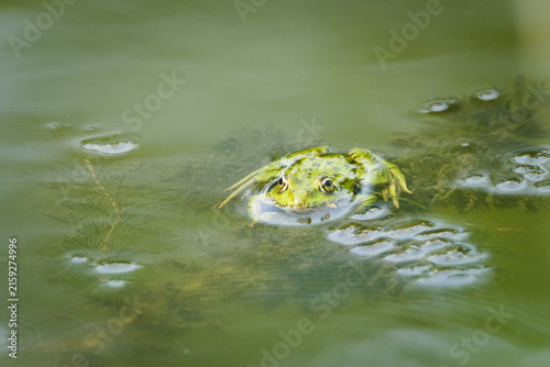 фотографія Green frog Pelophylax kl
