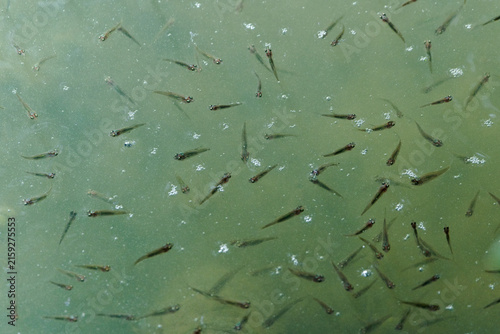 Bild auf Leinwand Tiny fish fry school swimming together in murky pond water