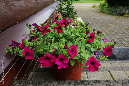 Vibrant magenta petunia flowers blooming in a pot on porch stairs near house