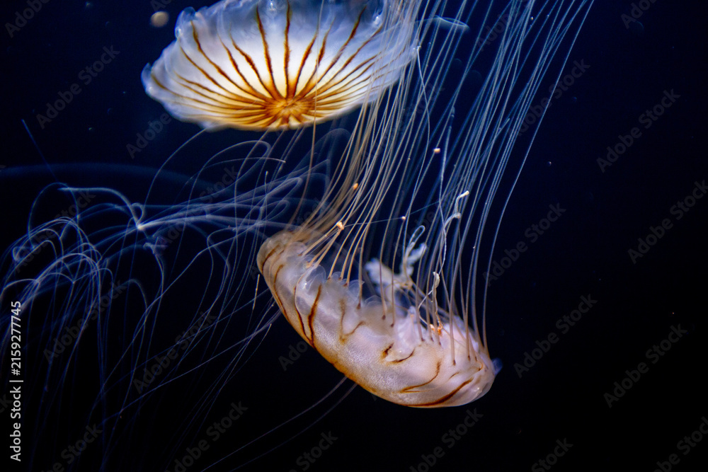 Fototapeta premium Two Japanese sea nettle jellyfish drifting in dark water