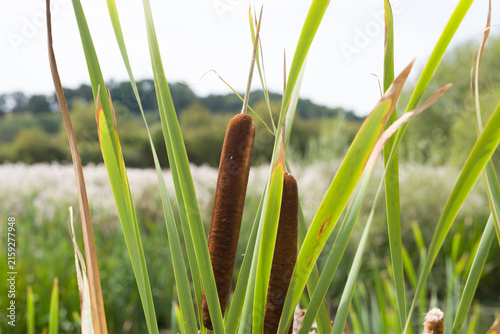 Foto reeds by  the water in the countryside