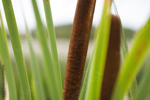 Canvastavla Reeds with tall green grass bokeh