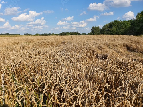 A vast golden wheat field stretches across the foreground and middle ground, with mature wheat stalks heavy with grain showing shades of amber, gold, and light brown. The field shows some flattened