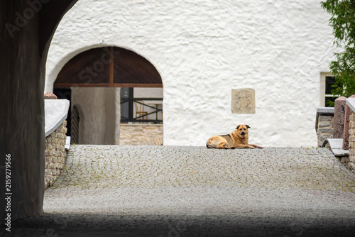 Large dog resting on cobblestone pavement in front of old white building