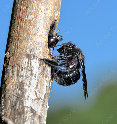 Southern carpenter bee female (Xylocopa micans) feeding her adult daughter in the nest hole made in a dry stick, Galveston, Texas, USA