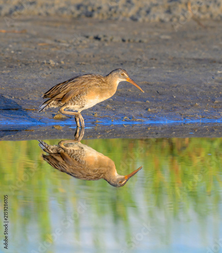 clapper rail (Rallus crepitans) in coastal wetlands with reflection in water, Galveston, Texas, USA.