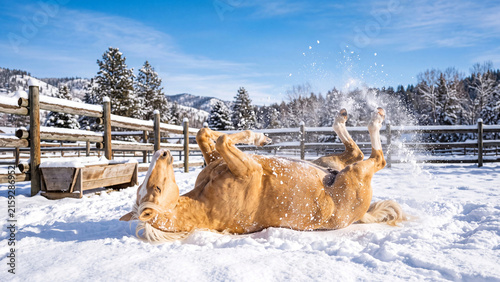 Two palomino horse foals resting in deep snow inside a winter paddock