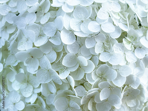 Beautiful delicate white hydrangea flowers blooming in summer garden. Close up full frame floral background with lush bright petals. Natural romantic spring and summer decoration concept.
