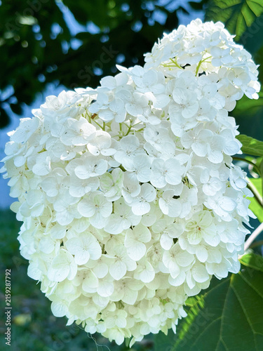 Close up of a large white panicle hydrangea flower blooming in bright sunlight against a dark green leafy background. Beautiful summer floral nature concept.