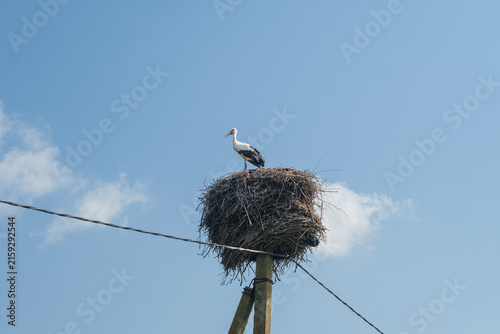Foto Stork perched on a sizable nest situated on a wooden pole, with a bright blue sk