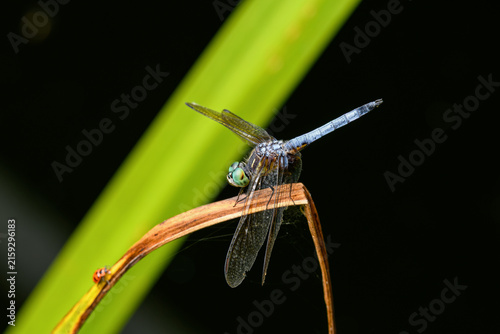Blue dasher dragonfly perched in a newly constructed wetland. This dasher is of the skimmer family and is found in a wide variety of habitats in the USA including bogs, marshes and fields. 