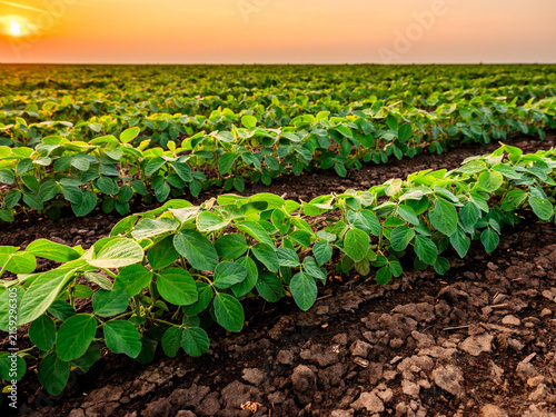 Green soybean plants thriving in rows on fertile farm soil, bathed in the warm light of a setting sun