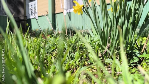 close-up of yellow daffodils near a wooden house. Gardening concept. 