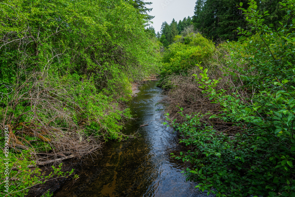 Obraz premium Exploring the lush beauty of Silver Falls State Park in Oregon