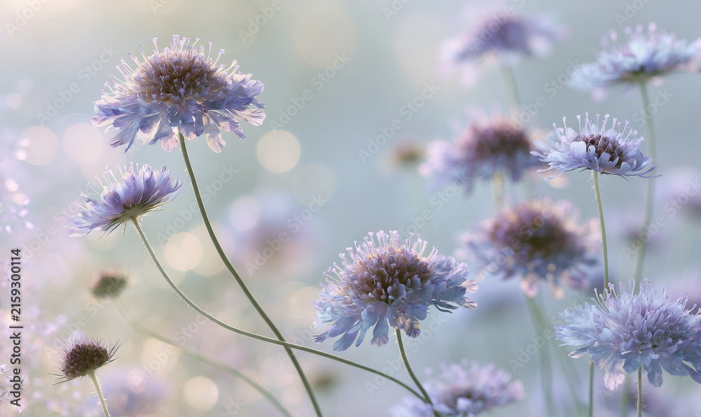 Fototapeta premium Close-up of lavender-blue scabiosa flowers glowing in soft morning light