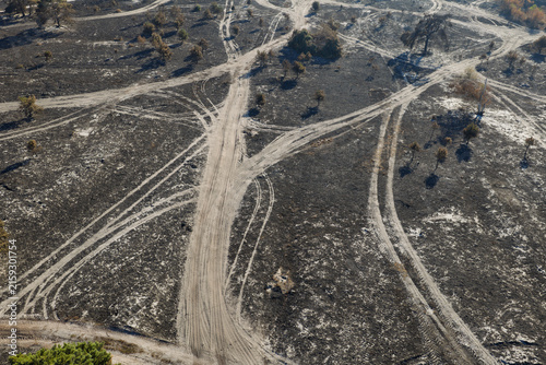Charred Ground and Tire Tracks Across a Burned Forest Landscape During Daytime