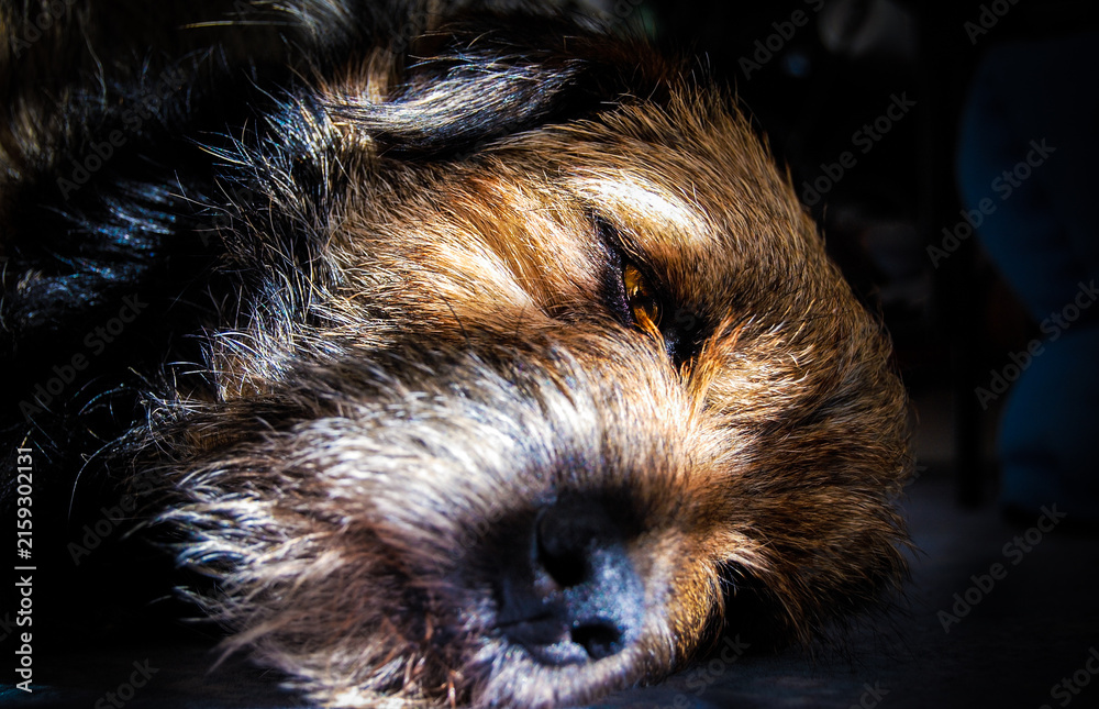 Konstfotografi Border Terrier Resting in Sun rays