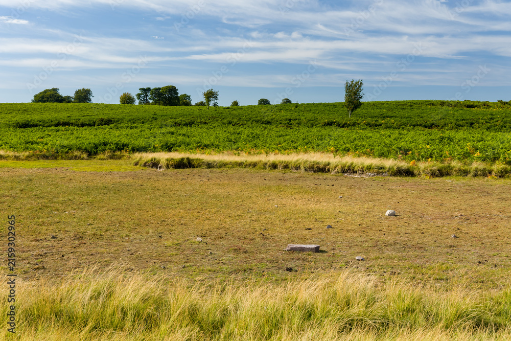 Fototapeta premium Dry pond bed during summer drought, barren ground surrounded by lush green fern slopes and scattered trees beneath light clouds in open Welsh moorland