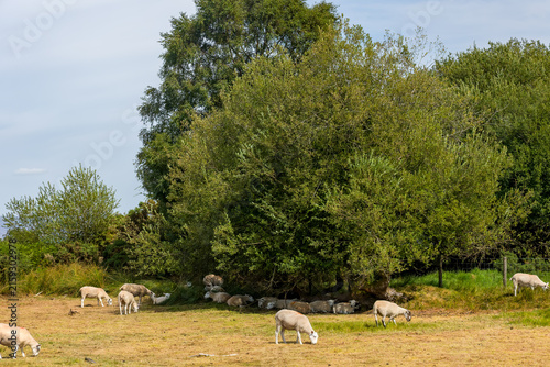 Foto Flock of sheep grazing and resting in tree shade at Mynydd Illtyd in the Brecon