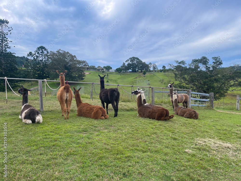 Naklejka premium Herd of llamas and alpacas resting on a green farm pasture